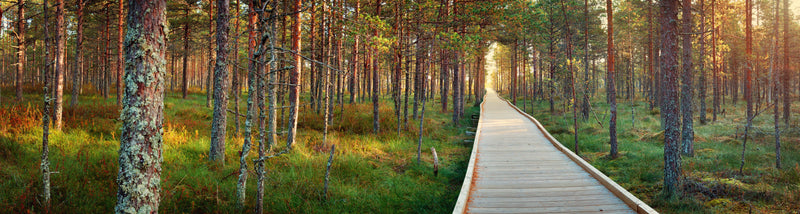 Wooden path leading through a forest with tall trees and dappled sunlight.